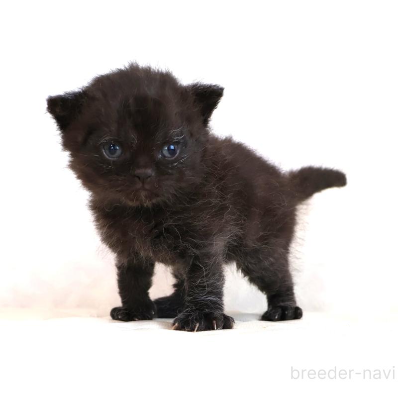 販売中の静岡県のセルカークレックス-134432の5枚目