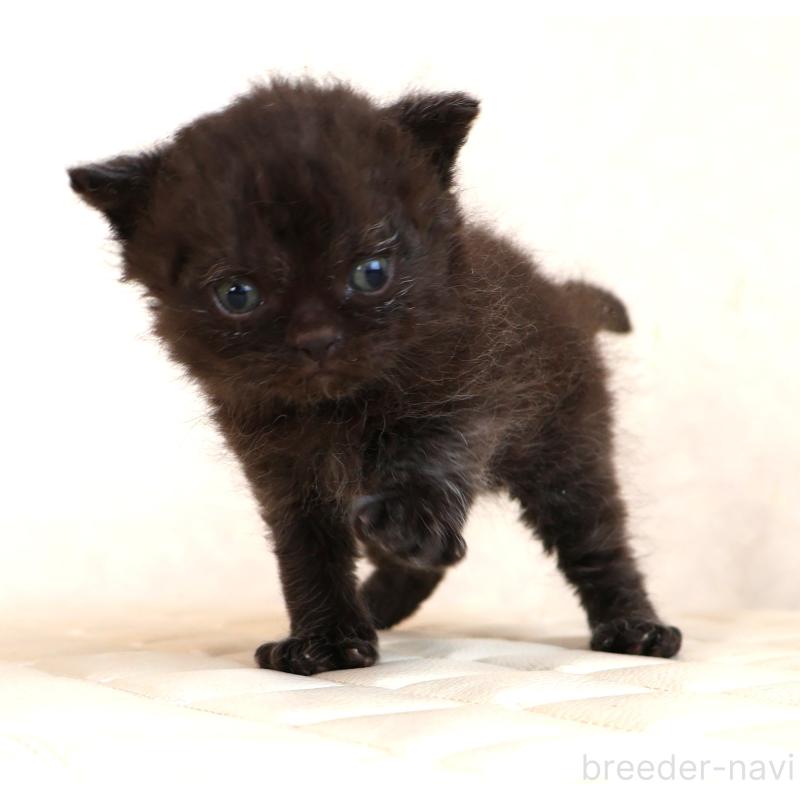 販売中の静岡県のセルカークレックス-134432の3枚目