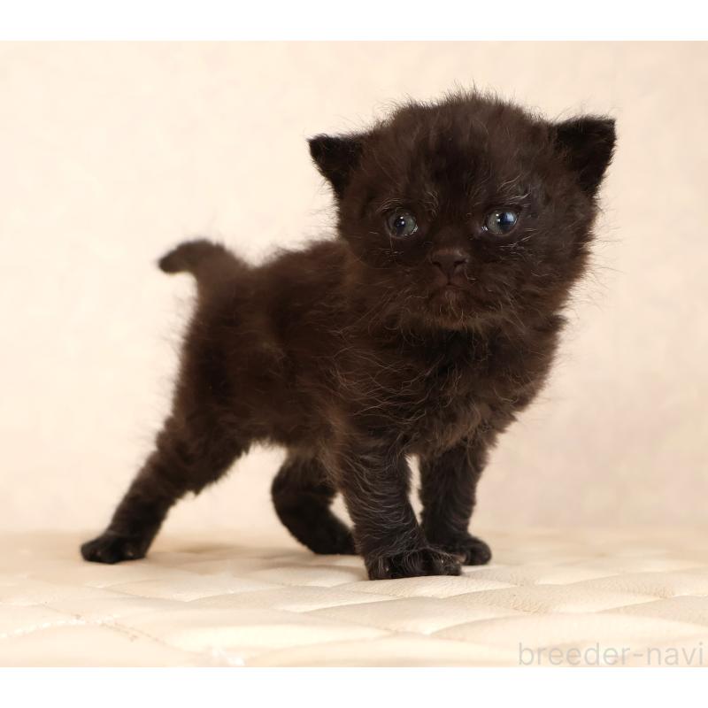 販売中の静岡県のセルカークレックス-134432の2枚目