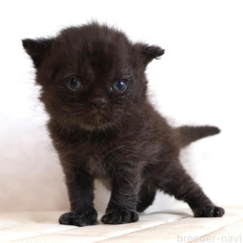 販売中の静岡県のセルカークレックス-134432の1枚目