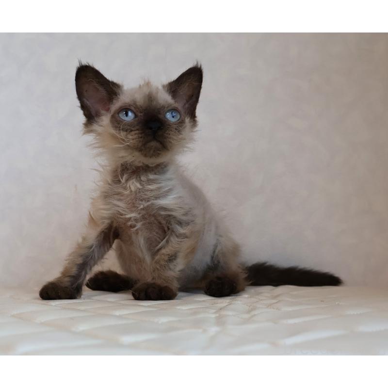 販売中の静岡県のセルカークレックス-129200の5枚目