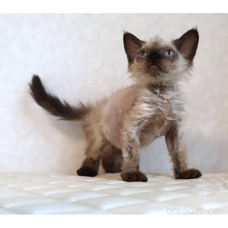 販売中の静岡県のセルカークレックス-129200の4枚目