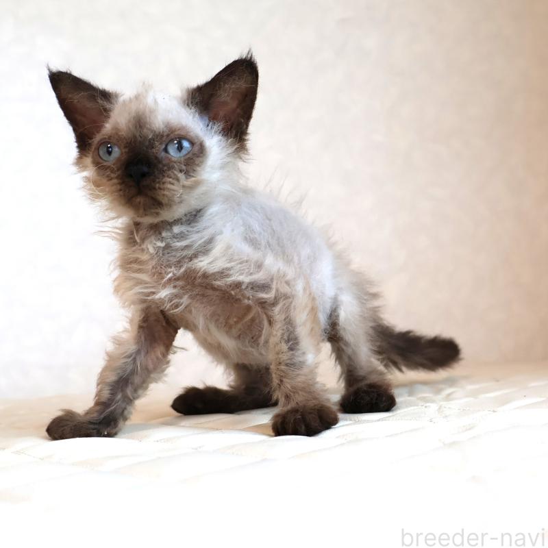 販売中の静岡県のセルカークレックス-129200の2枚目