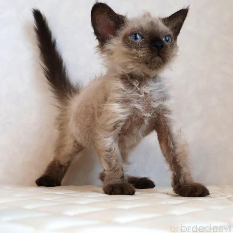 販売中の静岡県のセルカークレックス-129200