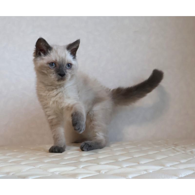 販売中の静岡県のセルカークレックス-129199の5枚目