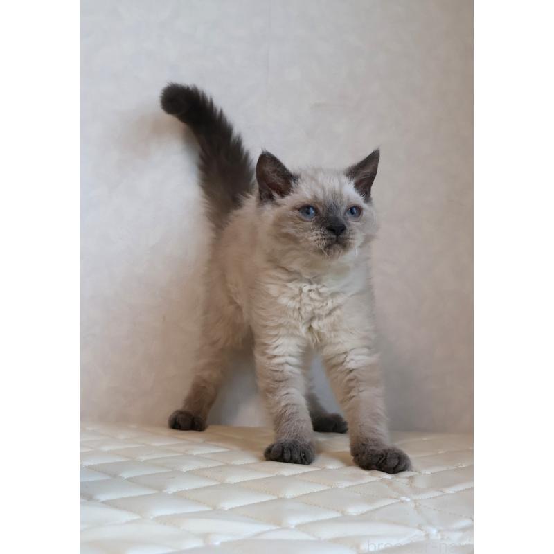 販売中の静岡県のセルカークレックス-129199の4枚目