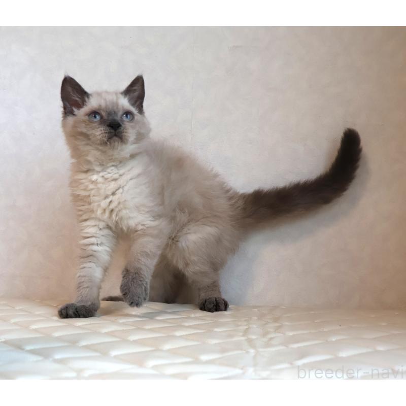 販売中の静岡県のセルカークレックス-129199の3枚目