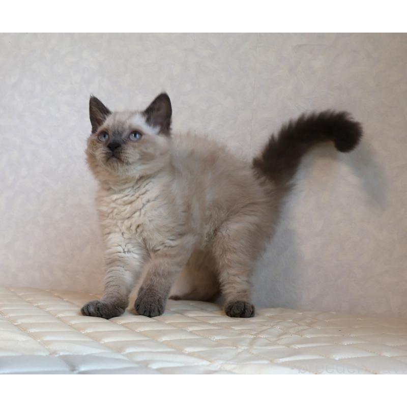 販売中の静岡県のセルカークレックス-129199の2枚目