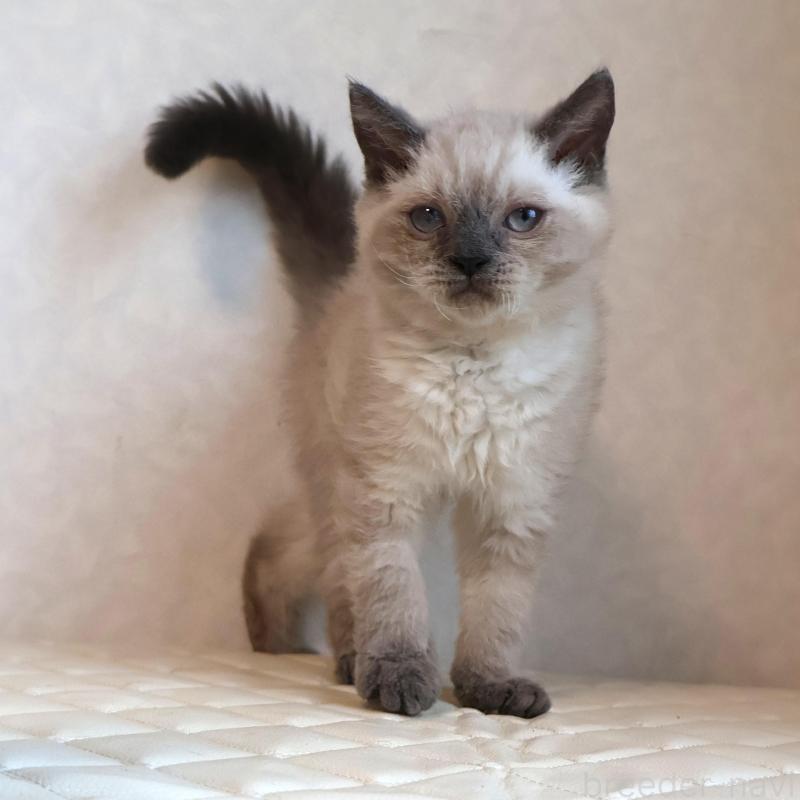 販売中の静岡県のセルカークレックス-129199