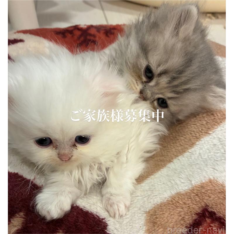 販売中の愛知県のペルシャ-134434の2枚目