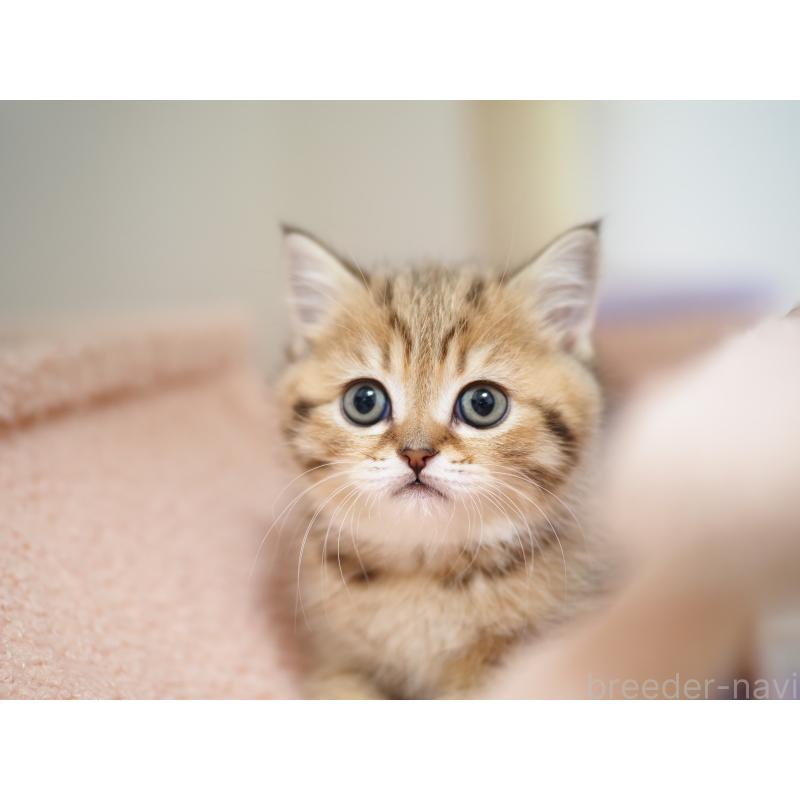 成約済の埼玉県のブリティッシュショートヘア-133668の41枚目