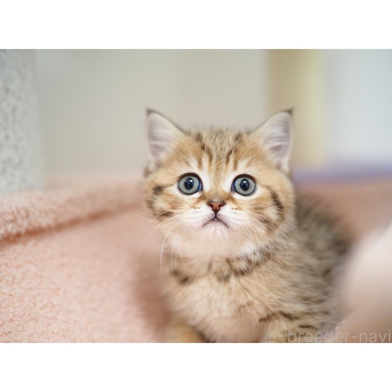 成約済の埼玉県のブリティッシュショートヘア-133668の40枚目