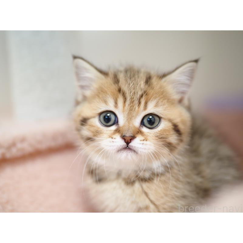 成約済の埼玉県のブリティッシュショートヘア-133668の39枚目