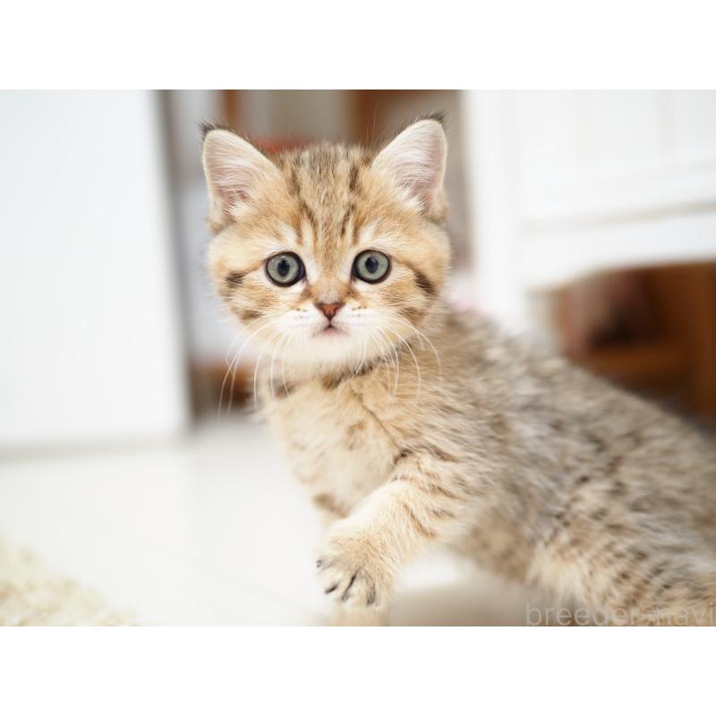 成約済の埼玉県のブリティッシュショートヘア-133668の37枚目