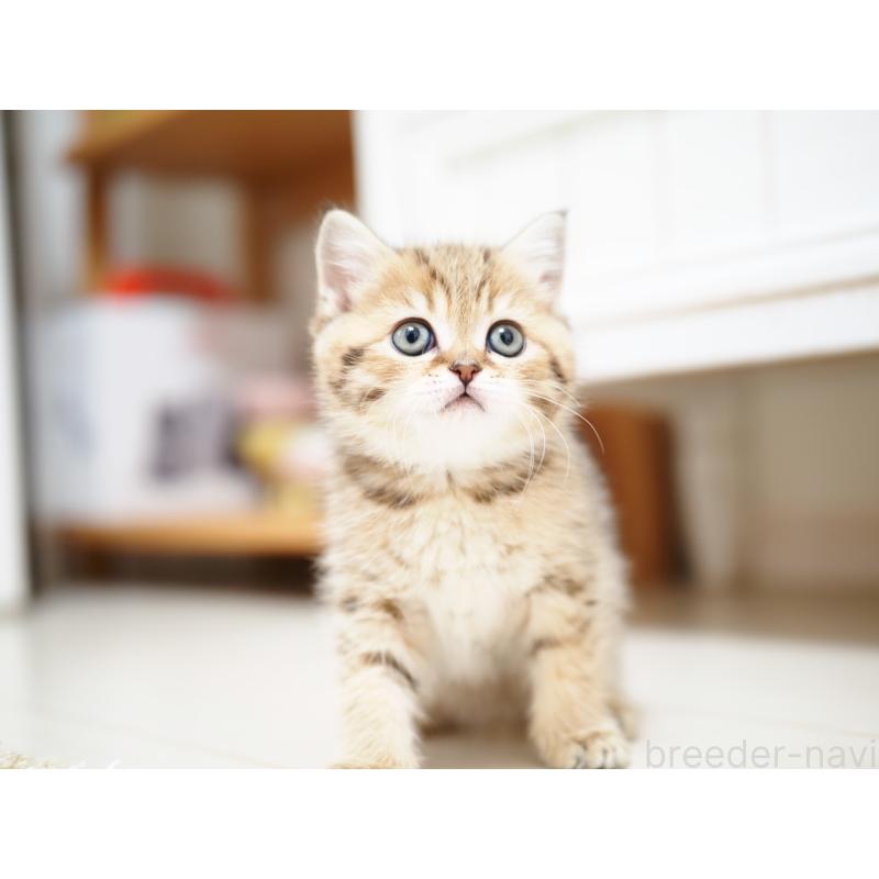 成約済の埼玉県のブリティッシュショートヘア-133668の36枚目