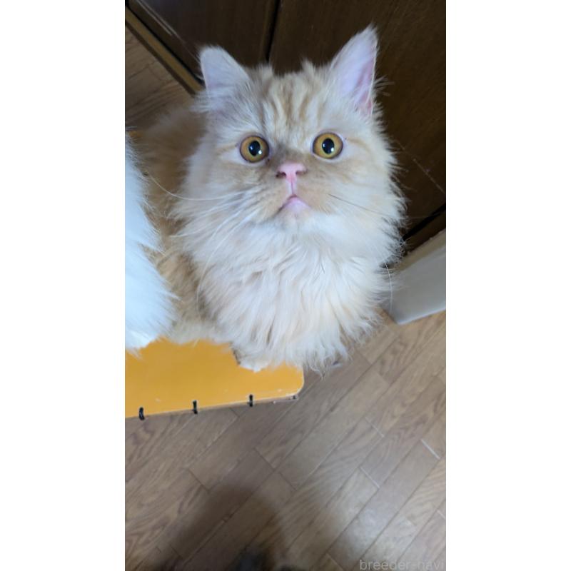 販売中の大阪府のミヌエット-120053の6枚目