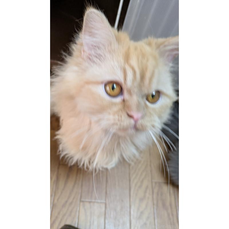 販売中の大阪府のミヌエット-120053の5枚目