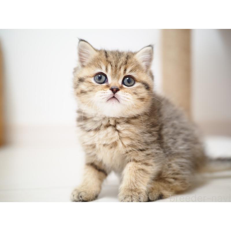 成約済の埼玉県のブリティッシュショートヘア-133667の19枚目