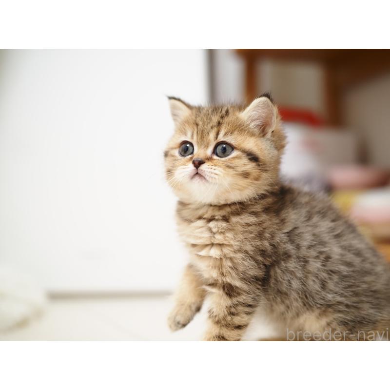 成約済の埼玉県のブリティッシュショートヘア-133667の18枚目