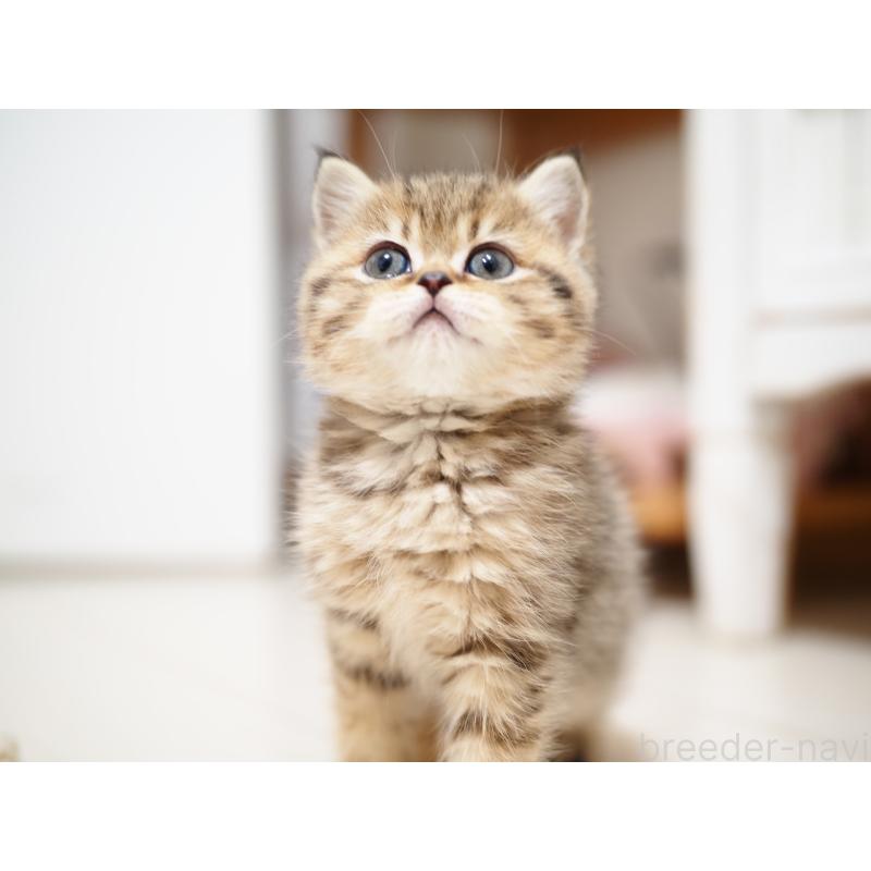 成約済の埼玉県のブリティッシュショートヘア-133667の17枚目