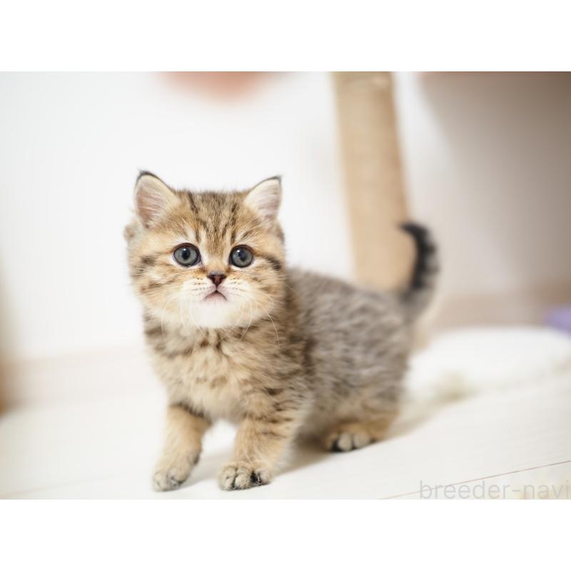 成約済の埼玉県のブリティッシュショートヘア-133667の15枚目