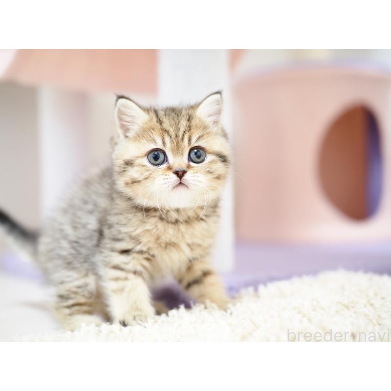 成約済の埼玉県のブリティッシュショートヘア-133667の14枚目