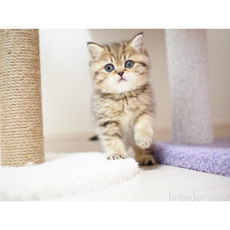 成約済の埼玉県のブリティッシュショートヘア-133667の13枚目