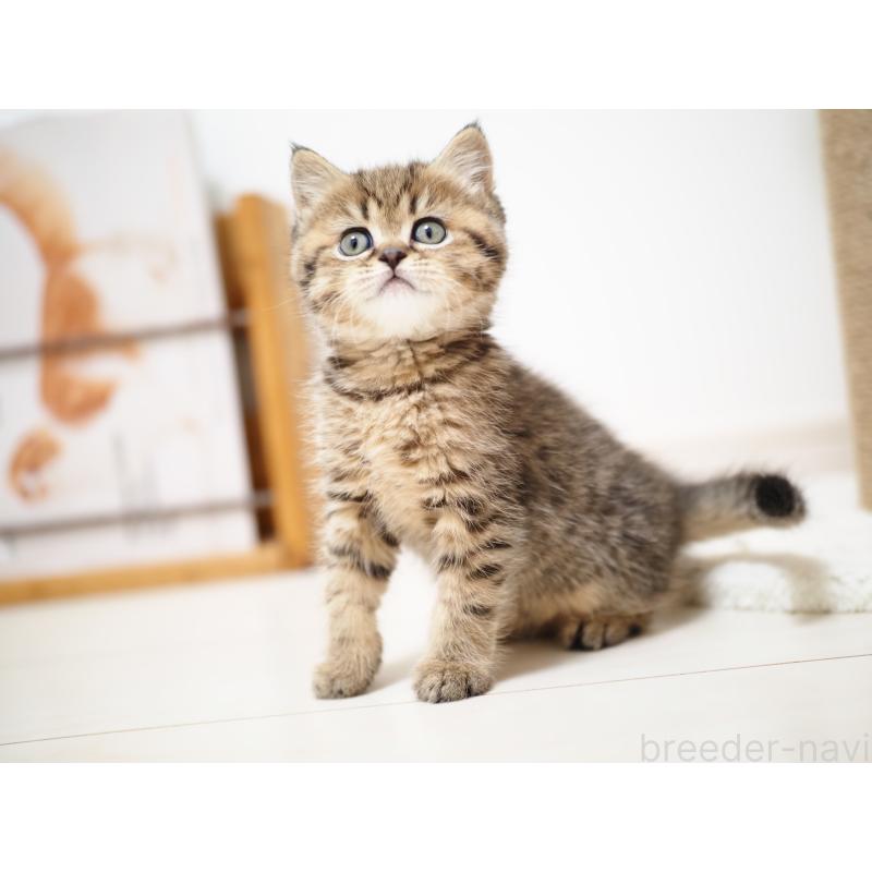 成約済の埼玉県のブリティッシュショートヘア-133665の19枚目