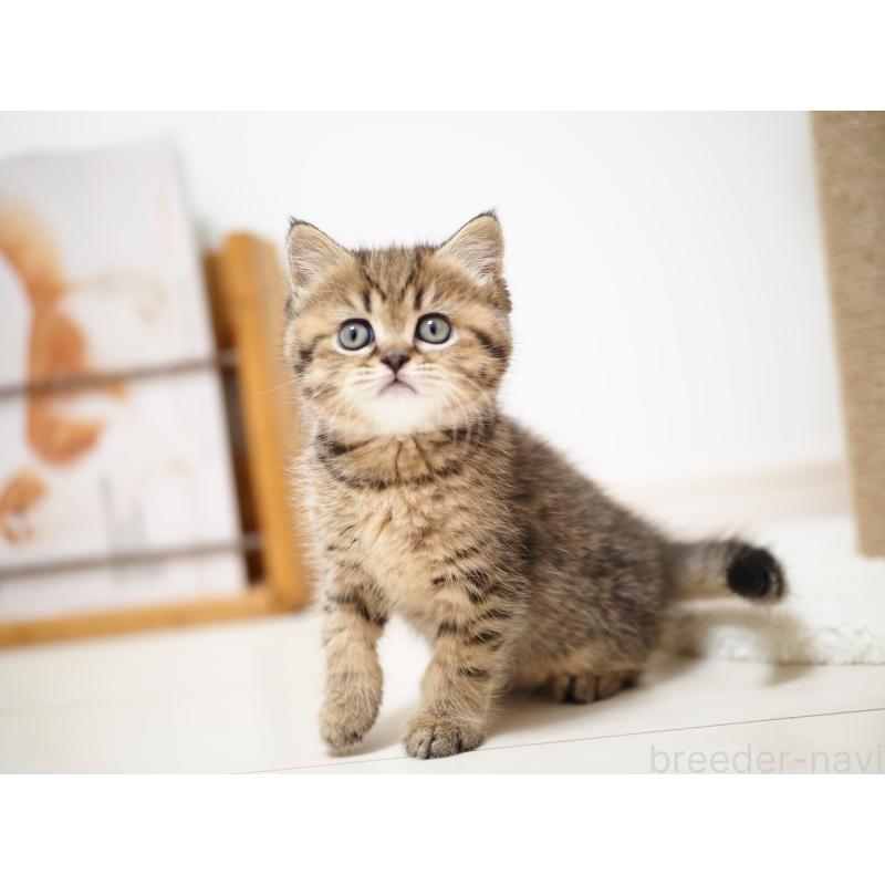 成約済の埼玉県のブリティッシュショートヘア-133665の18枚目