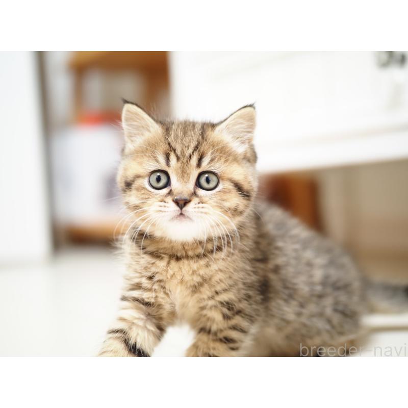 成約済の埼玉県のブリティッシュショートヘア-133665の15枚目