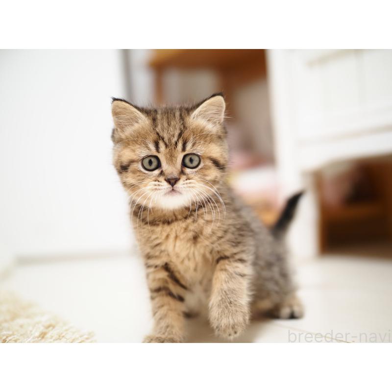 成約済の埼玉県のブリティッシュショートヘア-133665の14枚目