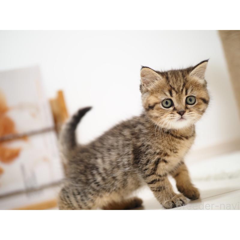 成約済の埼玉県のブリティッシュショートヘア-133665の13枚目