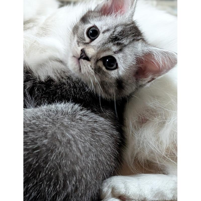 販売中の宮城県のスコティッシュフォールド-133520の2枚目