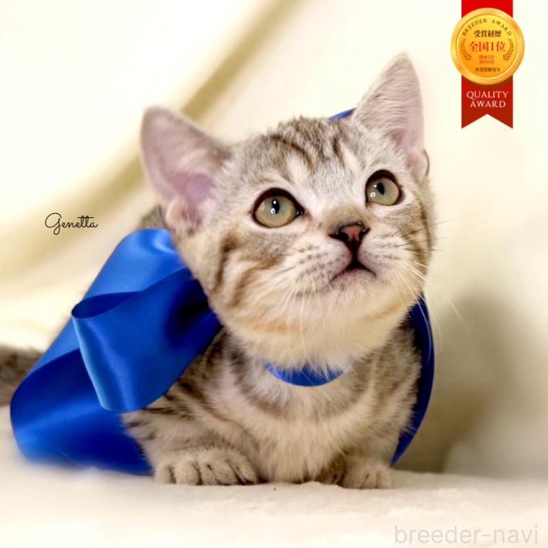 商談中の栃木県のジェネッタ-131406