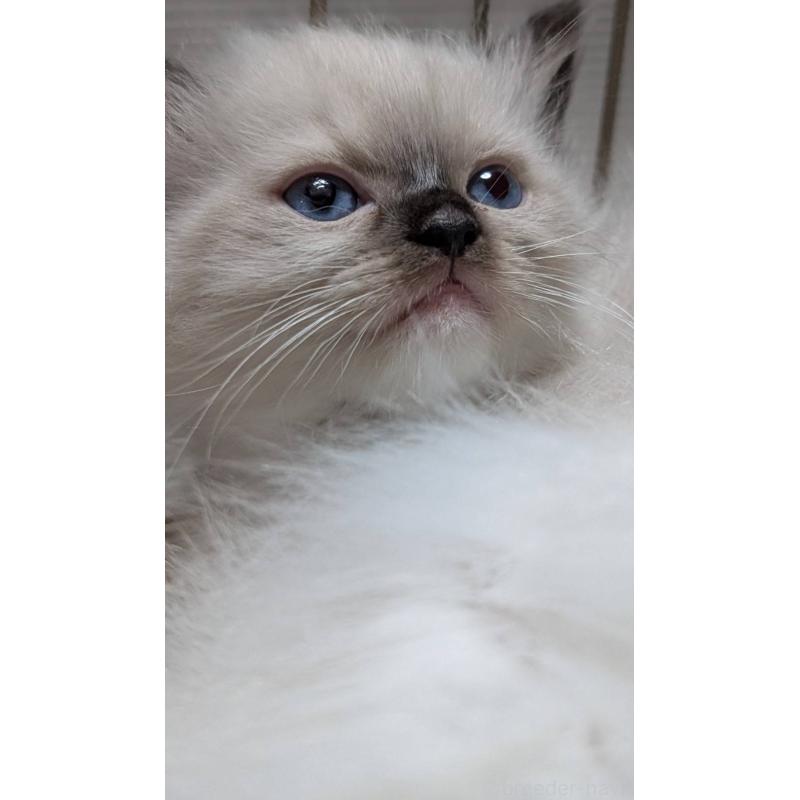 販売中の宮城県のラグドール-134435