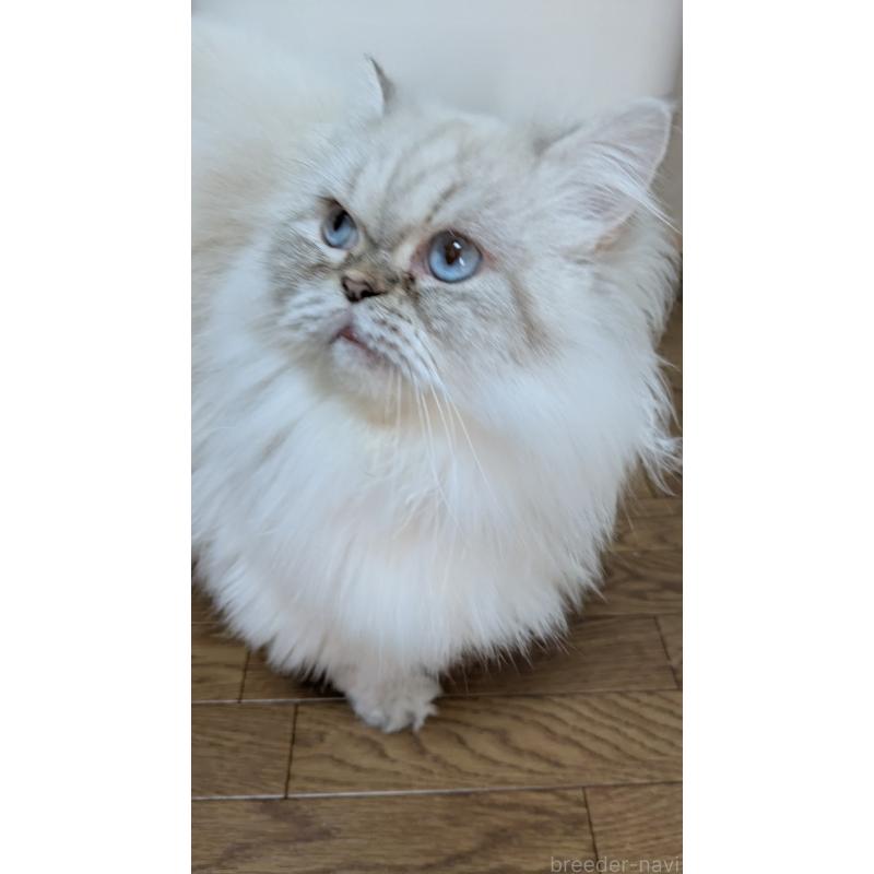 販売中の大阪府のミヌエット-127978の11枚目