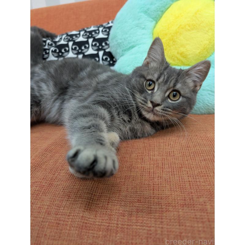 販売中の大阪府のスコティッシュフォールド-127156の2枚目