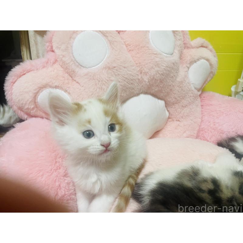 販売中の京都府のメインクーン-133483の6枚目