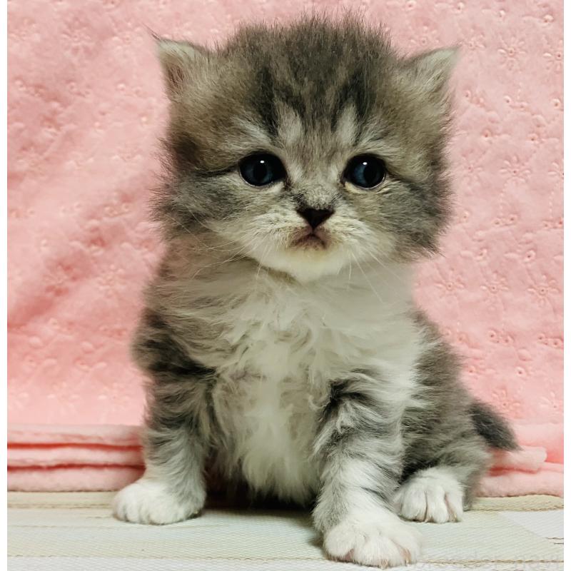 販売中の三重県のスコティッシュフォールド-134436の1枚目