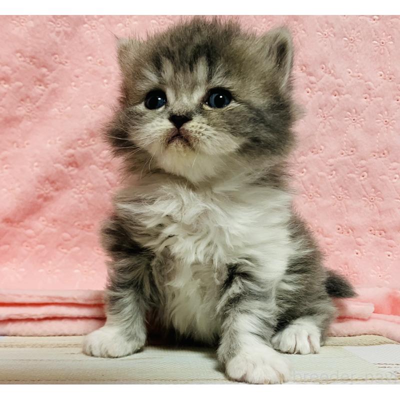 販売中の三重県のスコティッシュフォールド-134436の2枚目