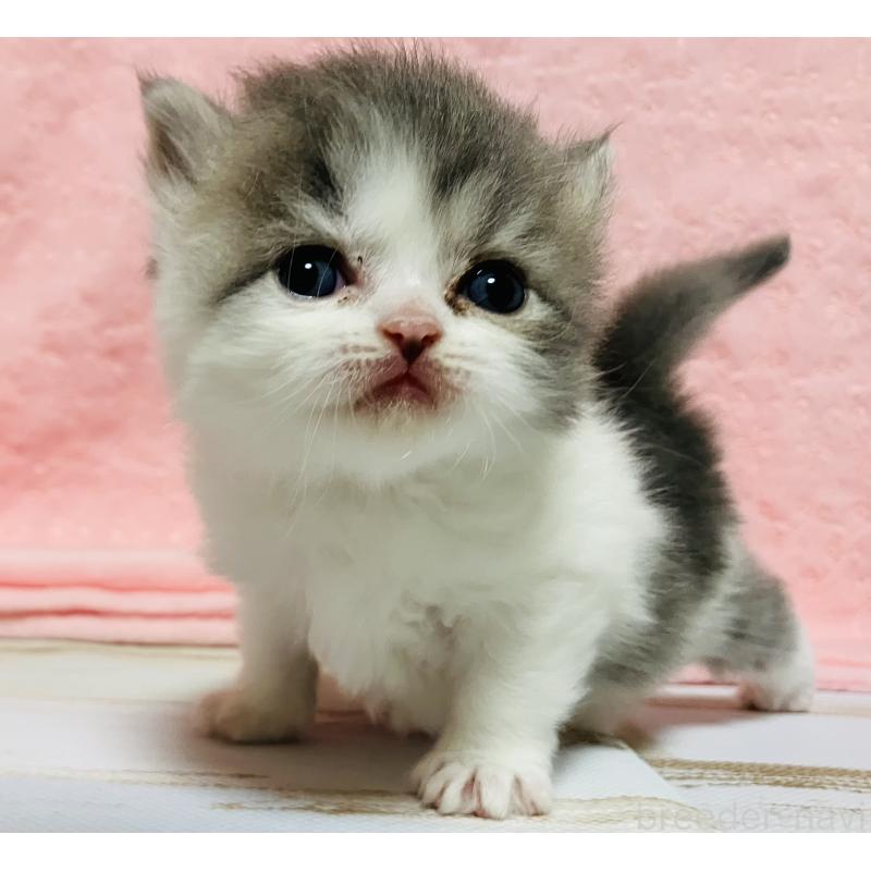 販売中の三重県のスコティッシュフォールド-134437の2枚目