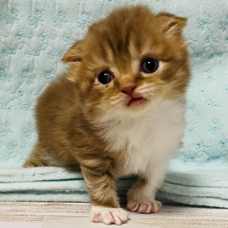 販売中の三重県のスコティッシュフォールド(折れ耳)-134438の2枚目