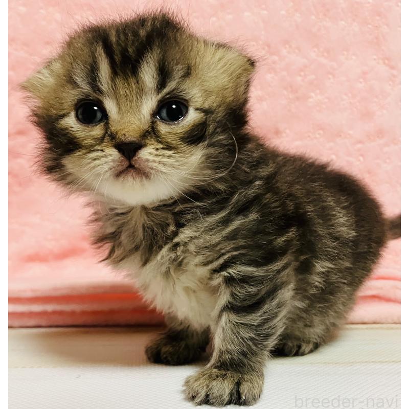 販売中の三重県のスコティッシュフォールド(折れ耳)-134439の2枚目