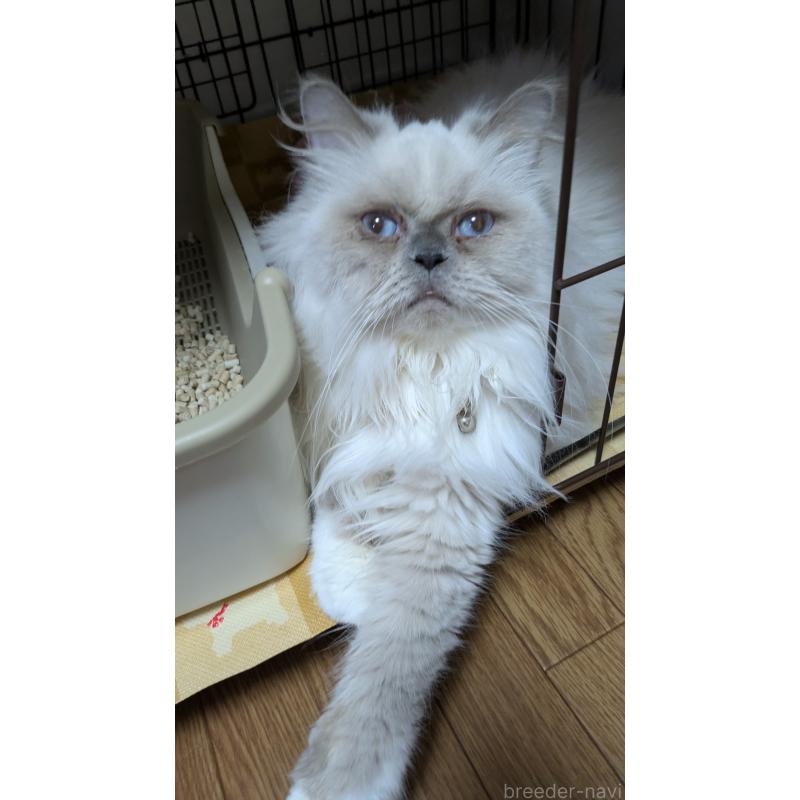 販売中の大阪府のミヌエット-126295の6枚目