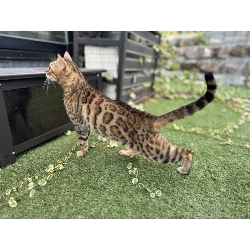 販売中の愛媛県のベンガル-134441の16枚目