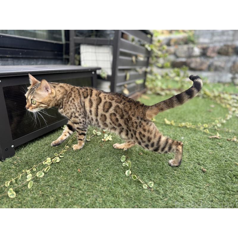 販売中の愛媛県のベンガル-134441の15枚目