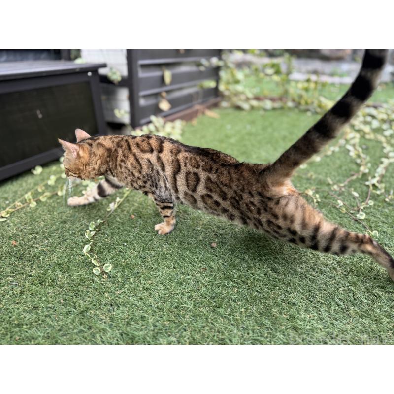 販売中の愛媛県のベンガル-134441の14枚目