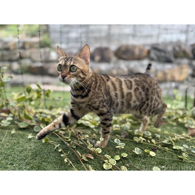 販売中の愛媛県のベンガル-134441の13枚目