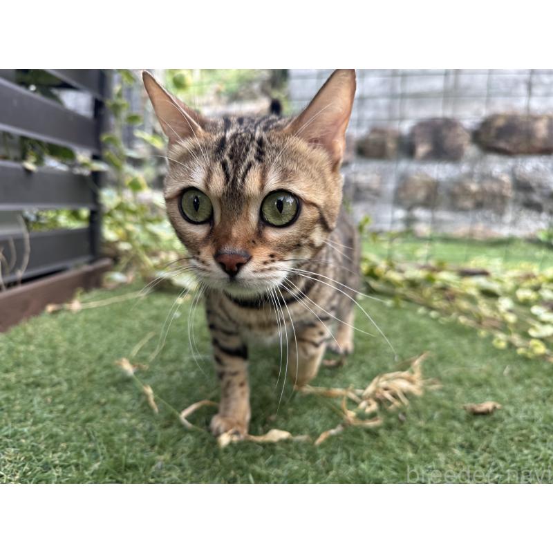 販売中の愛媛県のベンガル-134441の12枚目