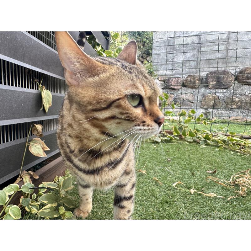 販売中の愛媛県のベンガル-134441の11枚目